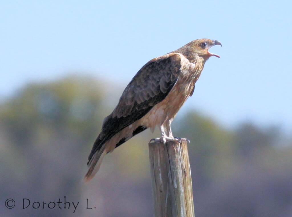 Whistling Kite (Haliastur sphenurus)