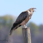 Whistling Kite (Haliastur sphenurus)
