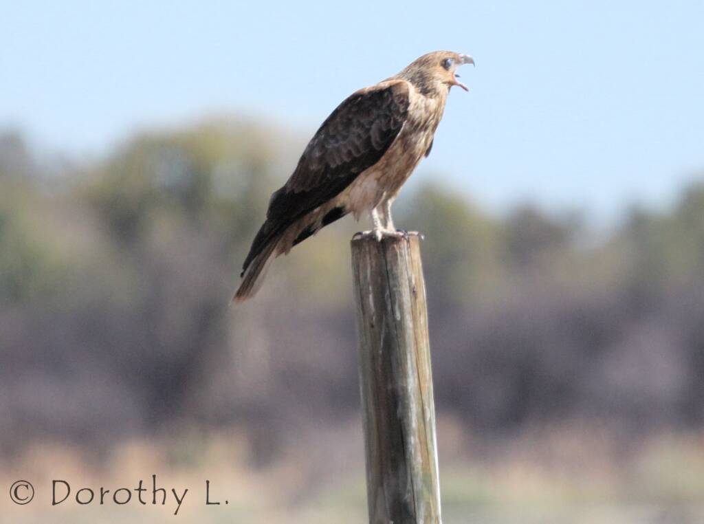 Whistling Kite (Haliastur sphenurus)
