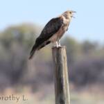 Whistling Kite (Haliastur sphenurus)