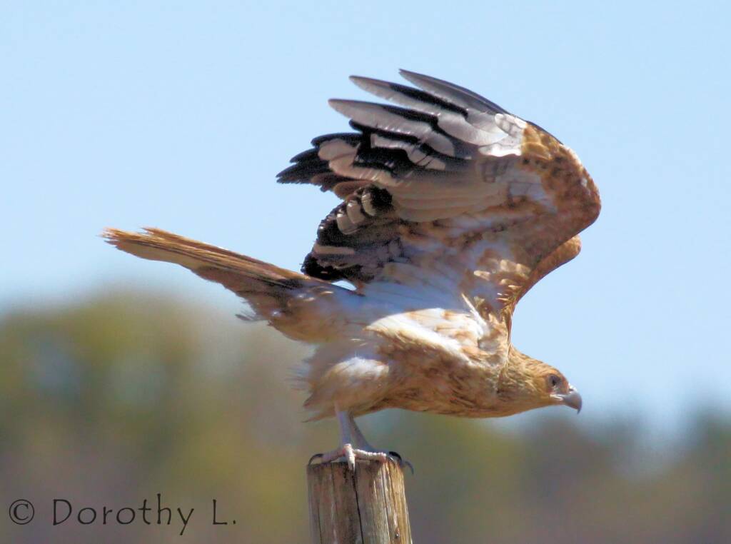 Whistling Kite (Haliastur sphenurus)