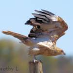 Whistling Kite (Haliastur sphenurus)