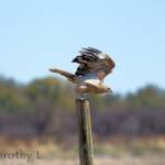 Whistling Kite (Haliastur sphenurus)
