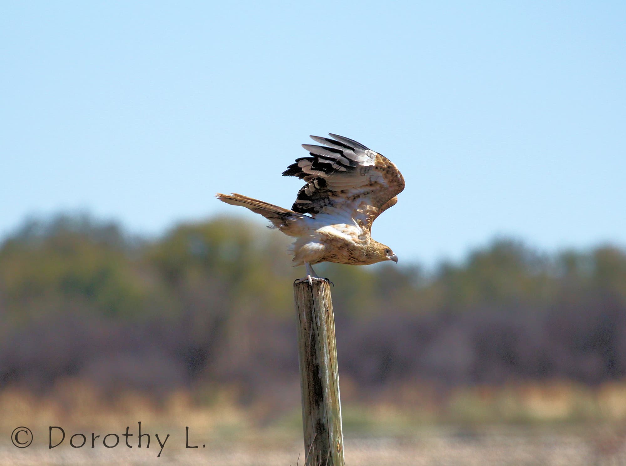 Whistling Kite (Haliastur sphenurus)