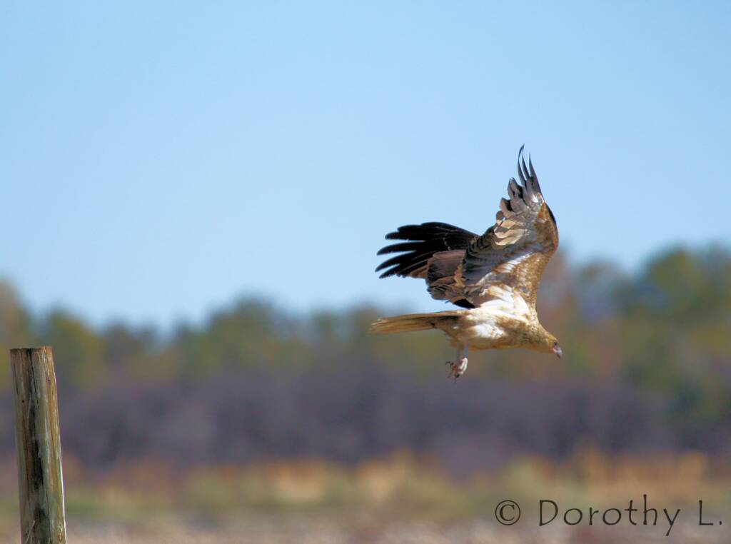Whistling Kite (Haliastur sphenurus)