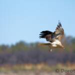 Whistling Kite (Haliastur sphenurus)