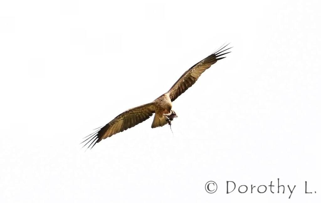 Whistling Kite (Haliastur sphenurus)