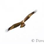 Whistling Kite (Haliastur sphenurus)