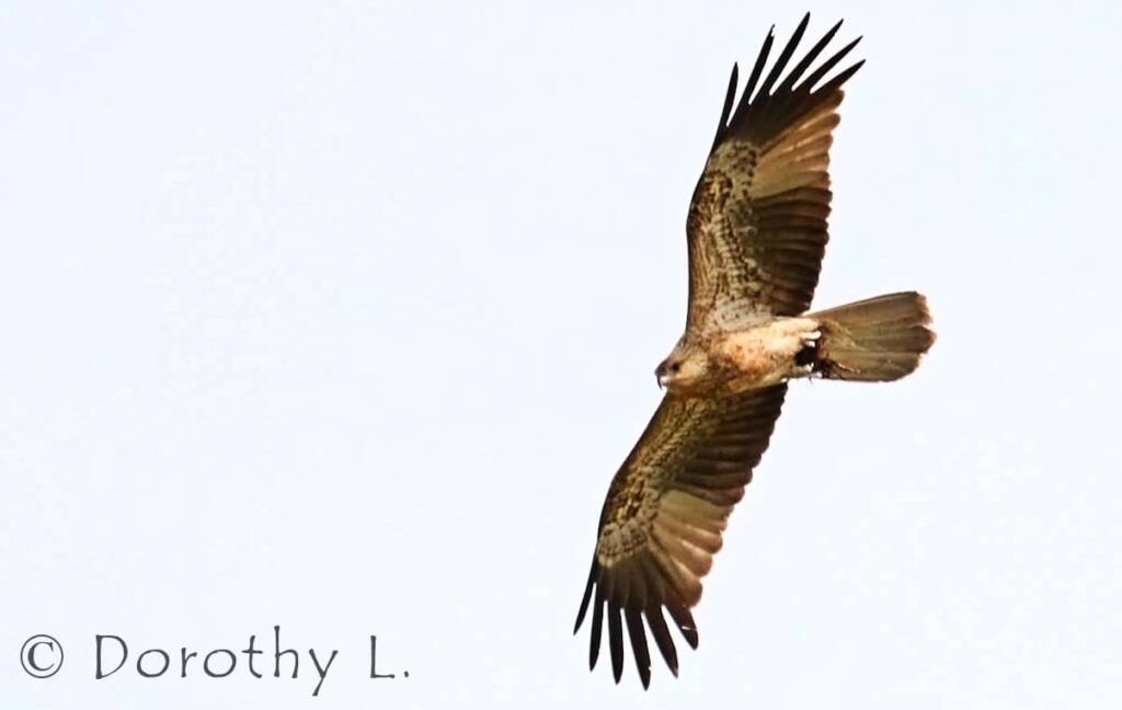 Whistling Kite (Haliastur sphenurus)
