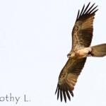 Whistling Kite (Haliastur sphenurus)