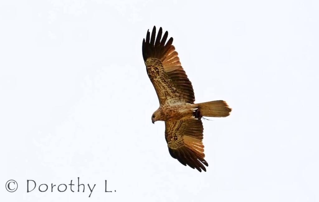 Whistling Kite (Haliastur sphenurus)