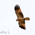 Whistling Kite (Haliastur sphenurus)