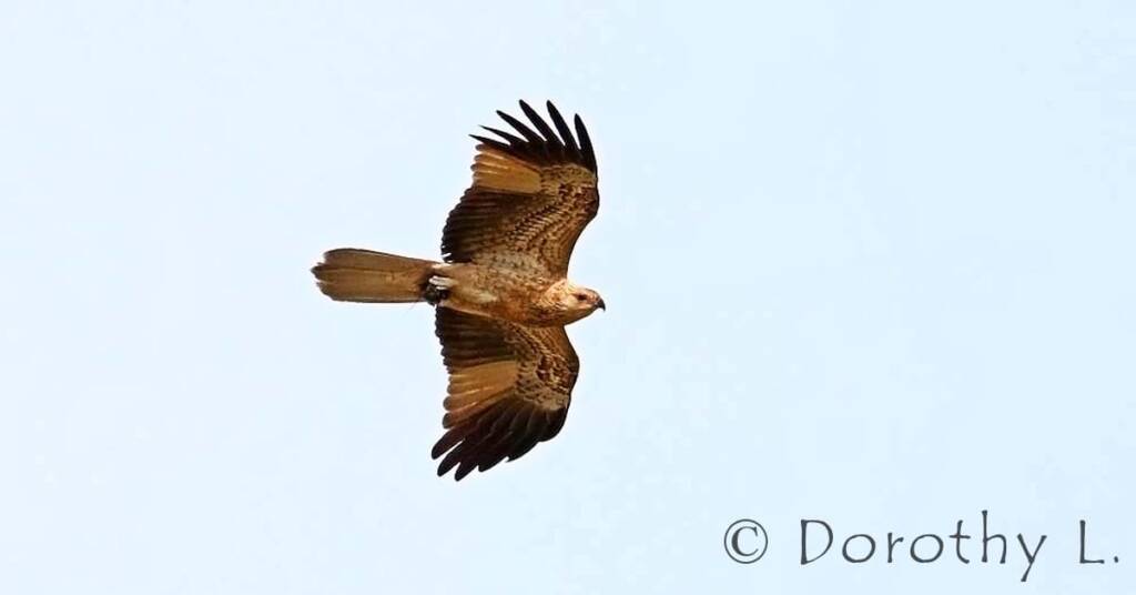Whistling Kite (Haliastur sphenurus)