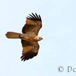 Whistling Kite (Haliastur sphenurus)