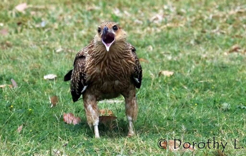 Whistling Kite (Haliastur sphenurus)