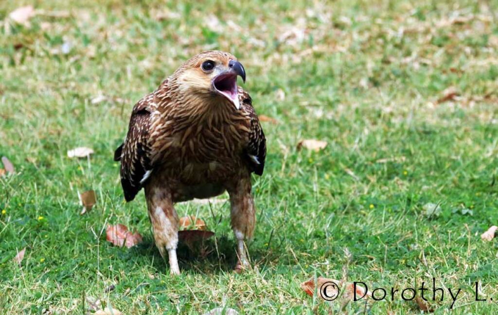 Whistling Kite (Haliastur sphenurus)