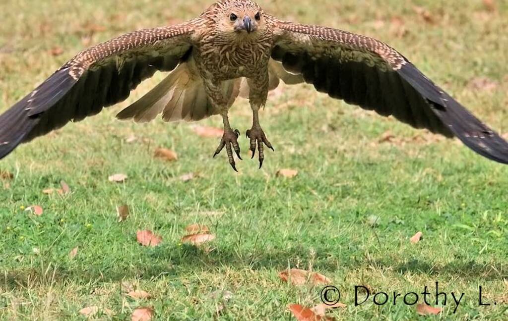 Whistling Kite (Haliastur sphenurus)