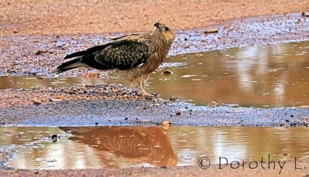 Whistling Kite (Haliastur sphenurus)