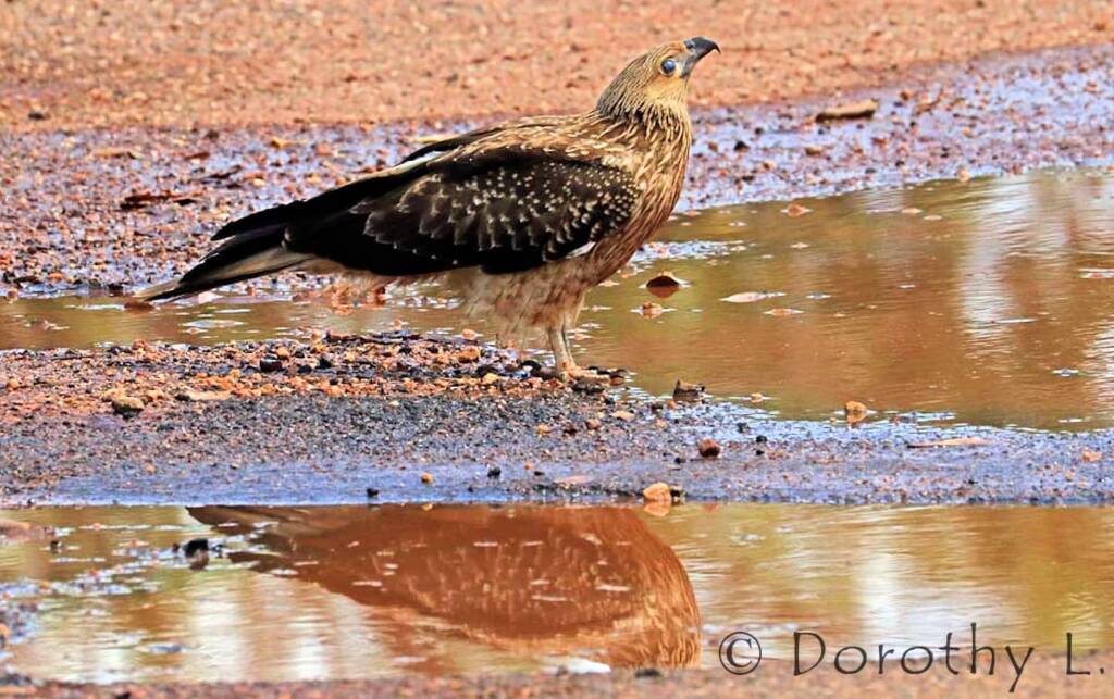 Whistling Kite (Haliastur sphenurus)
