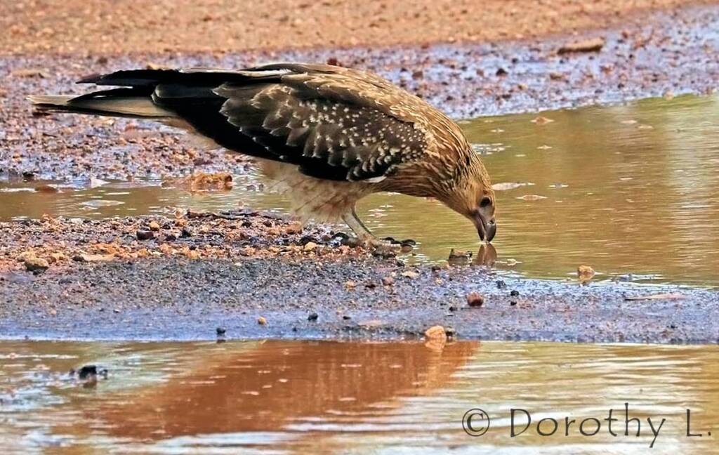 Whistling Kite (Haliastur sphenurus)