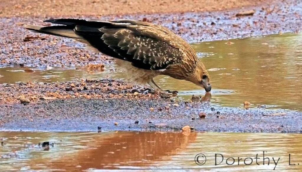 Whistling Kite (Haliastur sphenurus)