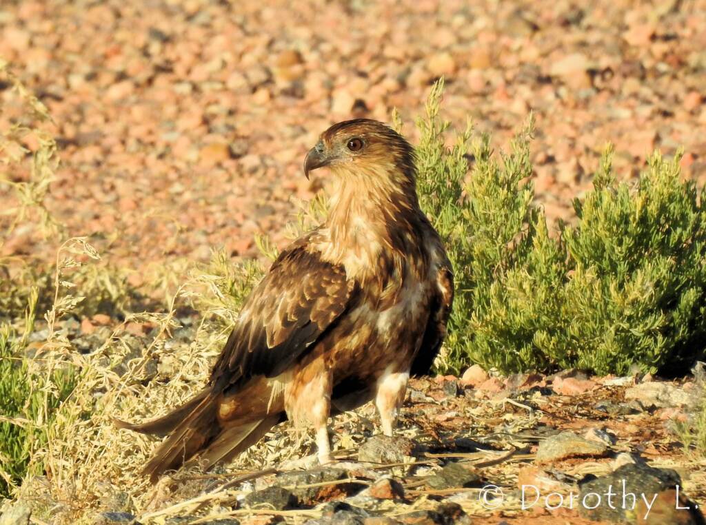 Whistling Kite (Haliastur sphenurus)