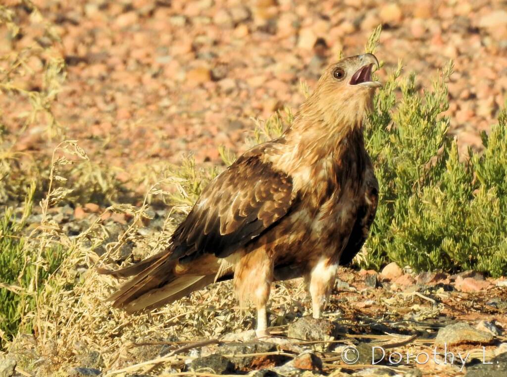 Whistling Kite (Haliastur sphenurus)