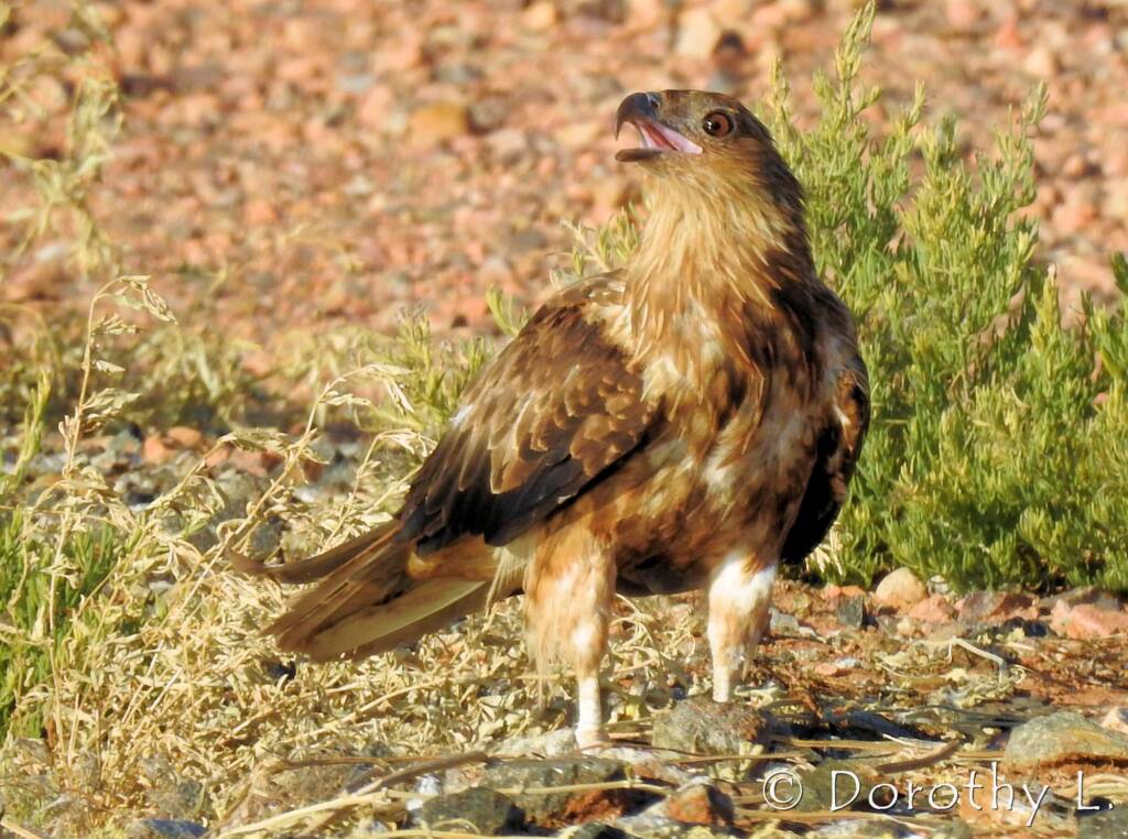 Whistling Kite (Haliastur sphenurus)