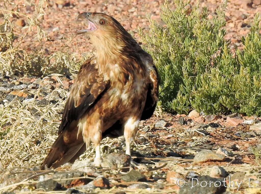 Whistling Kite (Haliastur sphenurus)