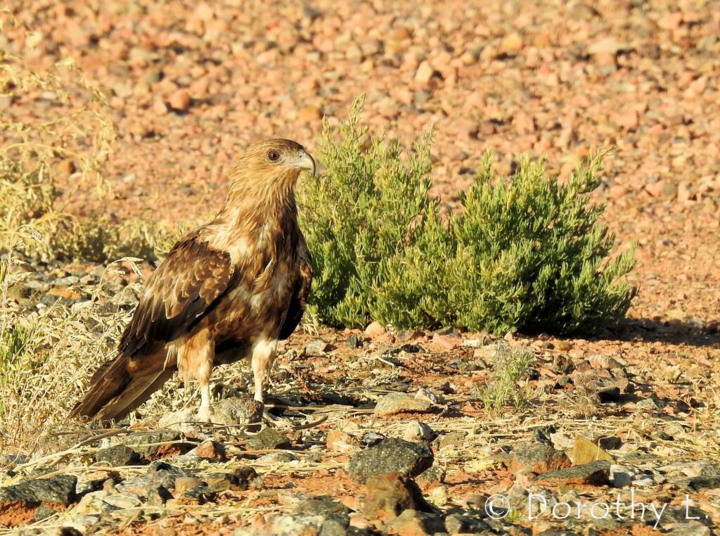 Whistling Kite (Haliastur sphenurus)