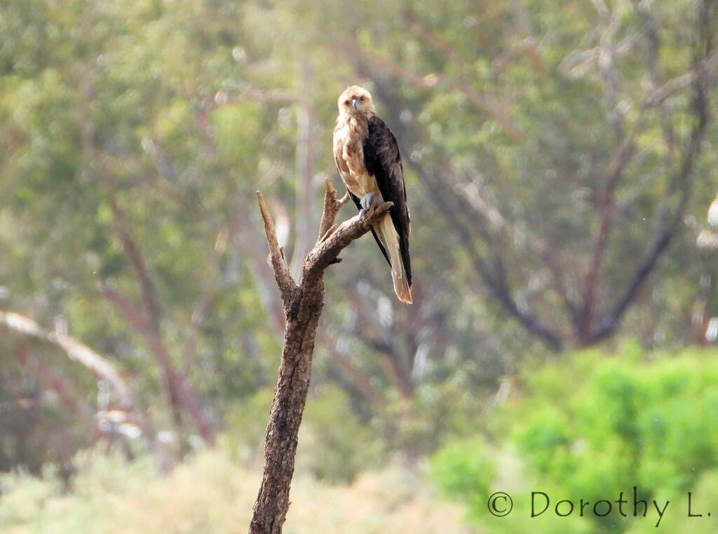 Whistling Kite (Haliastur sphenurus)