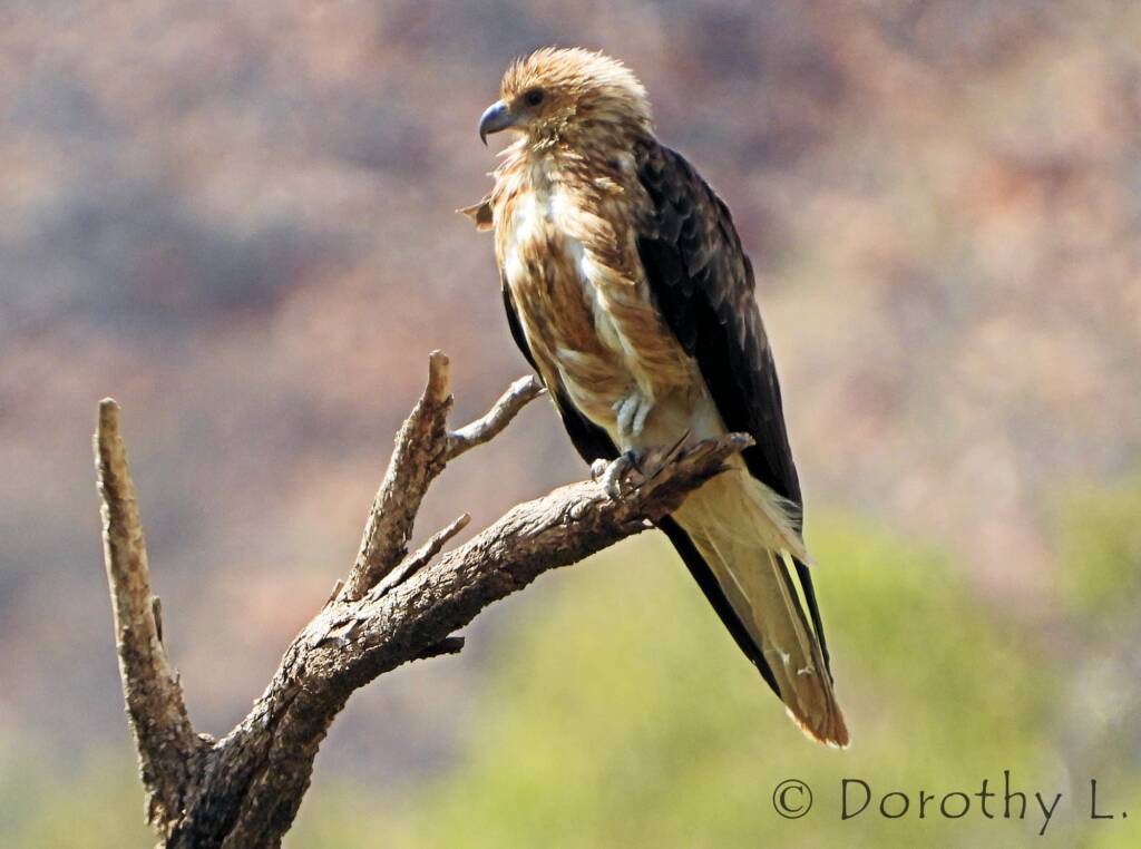 Whistling Kite (Haliastur sphenurus)