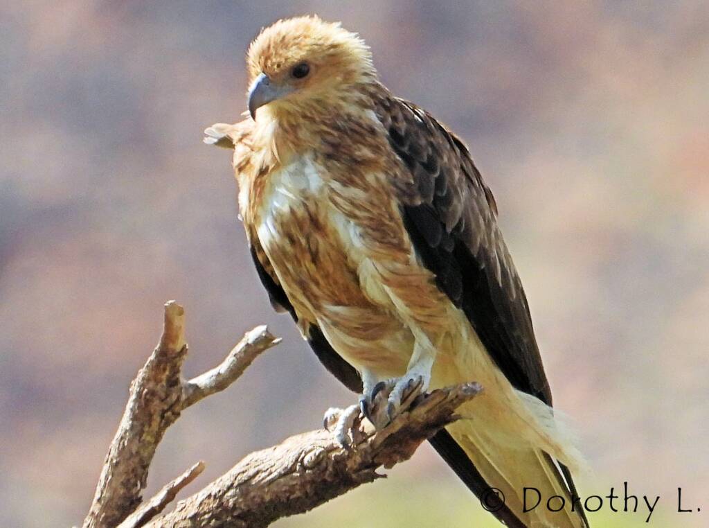 Whistling Kite (Haliastur sphenurus)
