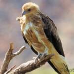 Whistling Kite (Haliastur sphenurus)