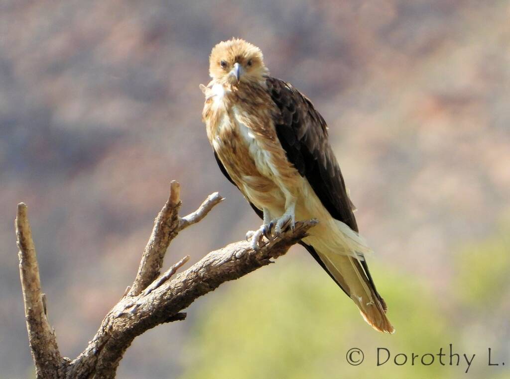 Whistling Kite (Haliastur sphenurus)