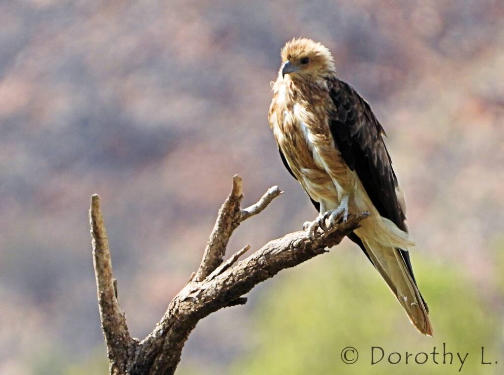 Whistling Kite (Haliastur sphenurus)
