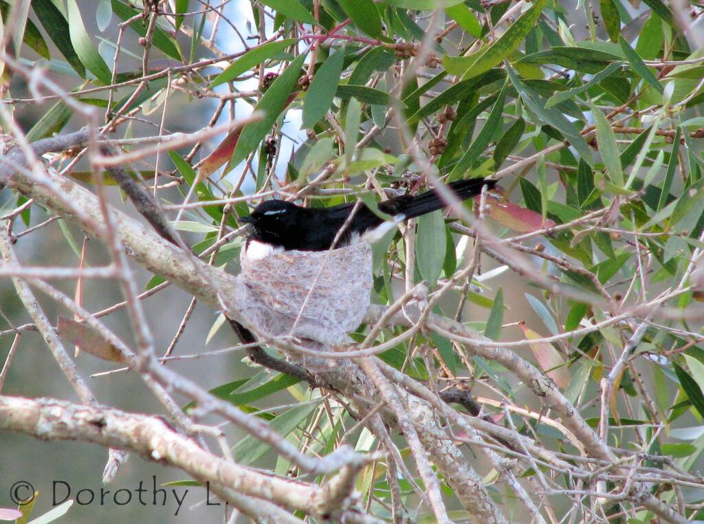Willie Wagtail (Rhipidura leucophrys)