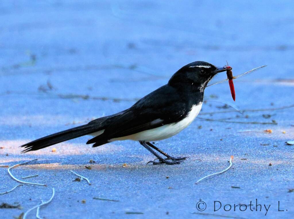 Willie Wagtail (Rhipidura leucophrys)