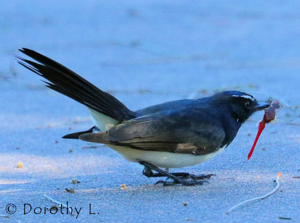 Willie Wagtail (Rhipidura leucophrys)