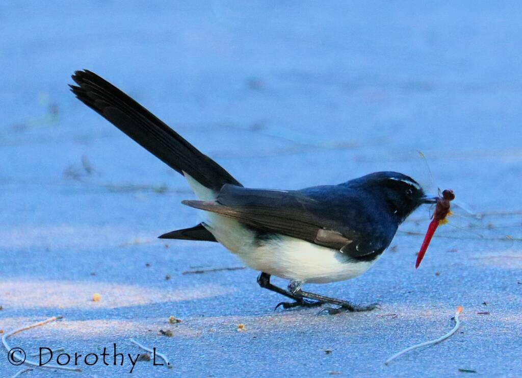 Willie Wagtail (Rhipidura leucophrys)