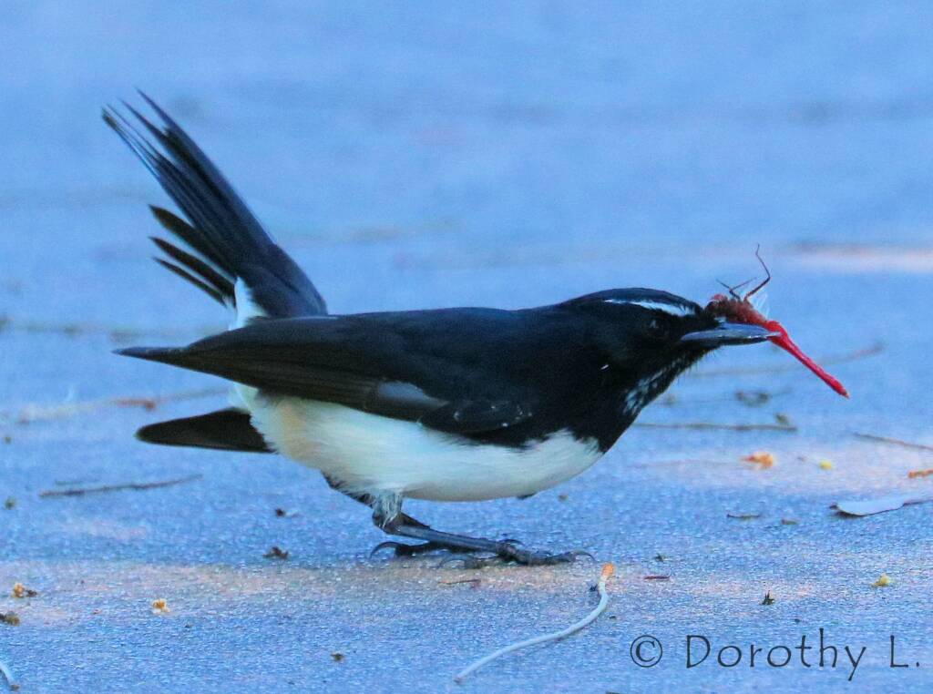 Willie Wagtail (Rhipidura leucophrys)