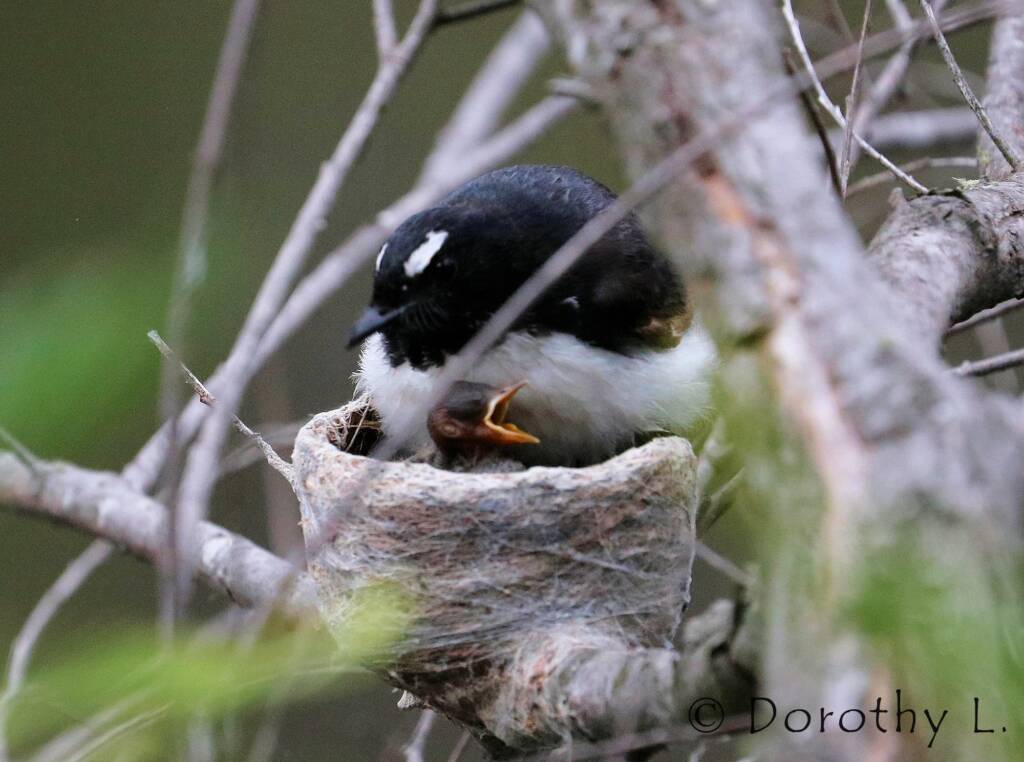 Willie Wagtail (Rhipidura leucophrys) with young