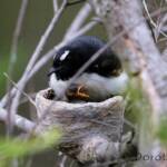 Willie Wagtail (Rhipidura leucophrys) with young