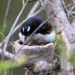 Willie Wagtail (Rhipidura leucophrys) with young