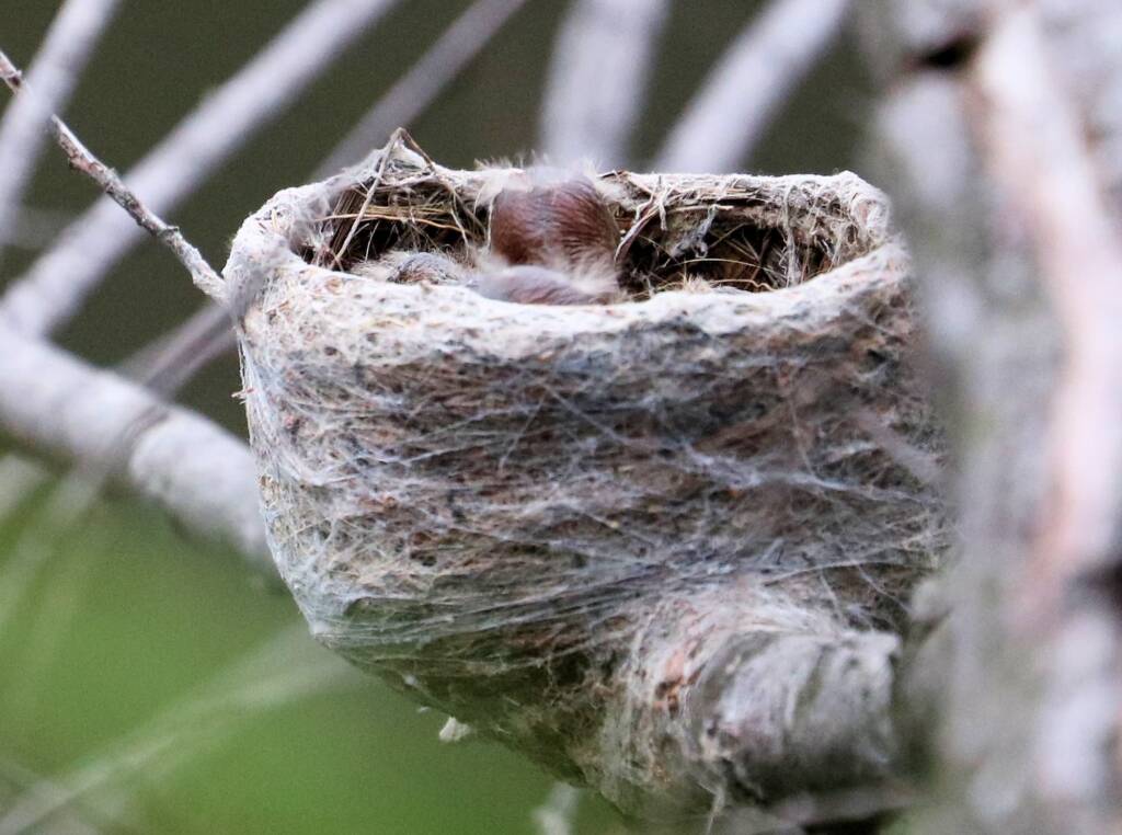 Young Willie Wagtail chick in nest