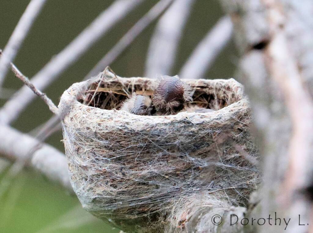 Young Willie Wagtail chick in nest