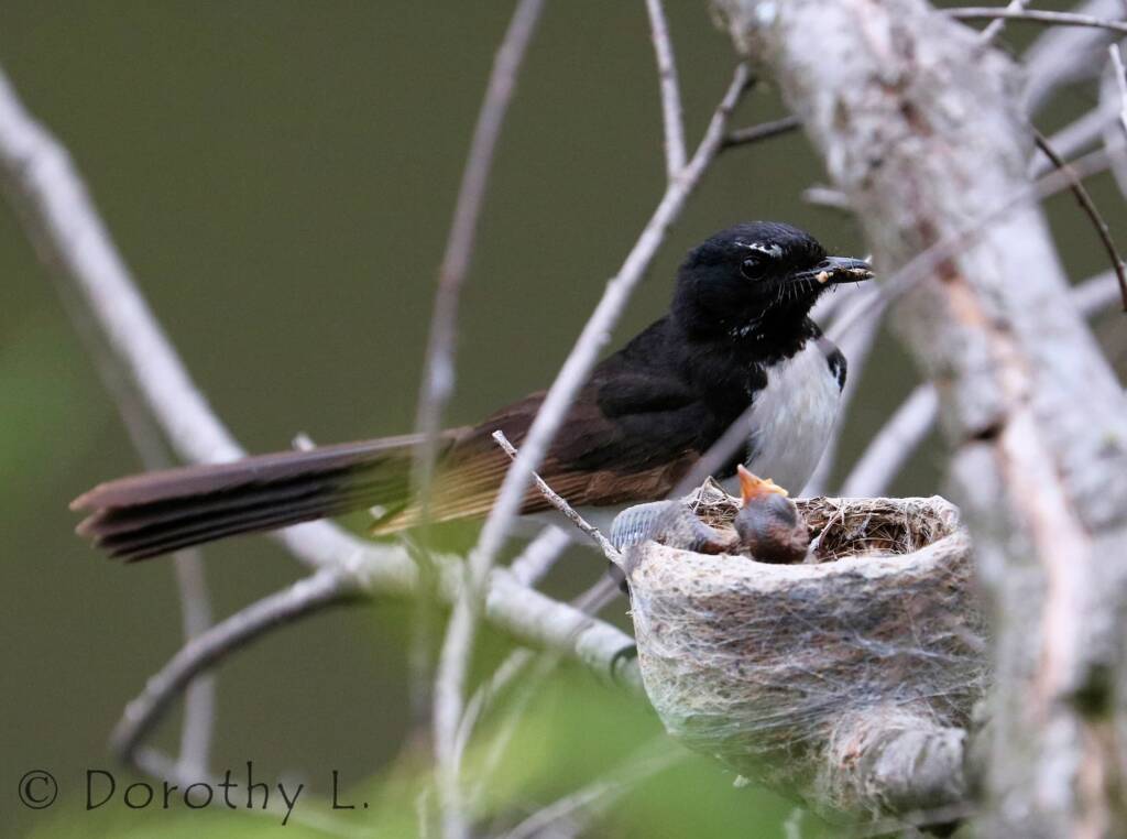 Willie Wagtail (Rhipidura leucophrys) with young