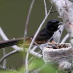 Willie Wagtail (Rhipidura leucophrys) with young