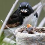Willie Wagtail (Rhipidura leucophrys) with young