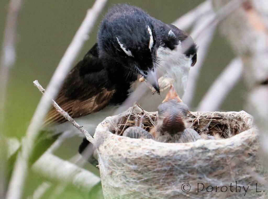 Willie Wagtail (Rhipidura leucophrys) with young